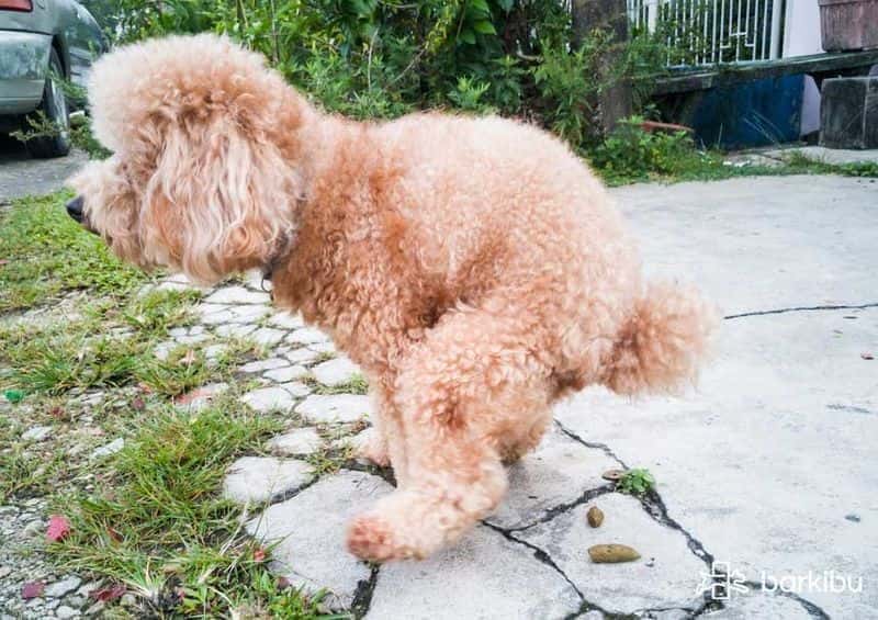 como tratar perros con gusanos